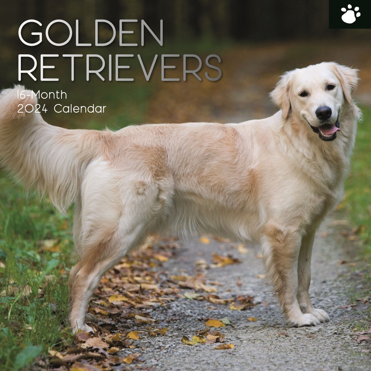 2024 Square Wall Calendar, Golden Retrievers, 16-Month Paw Prints Theme with 180 Reminder Stickers (12 x 12 In)